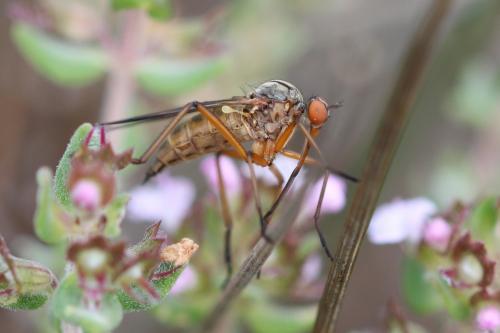 Empis confusa